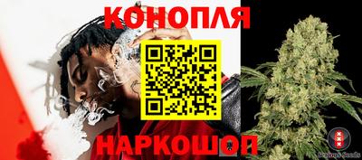 крисы Будённовск